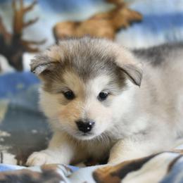 Elaine - Gray and white female Alaskan Malamute puppy in Kingston, Tennessee from North Shore Alaskan Malamutes