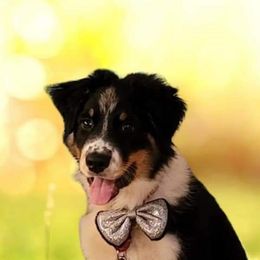 Australian Shepherd Puppies from Spirited Aussies