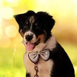 Australian Shepherd Puppies from Spirited Aussies