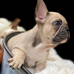 French Bulldogs from Caring Hearts Kennel