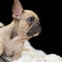 French Bulldogs from Caring Hearts Kennel
