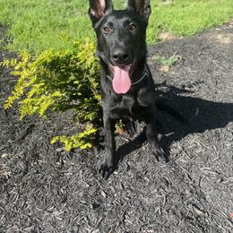 German Shepherd Puppies from North Mountain Kennels
