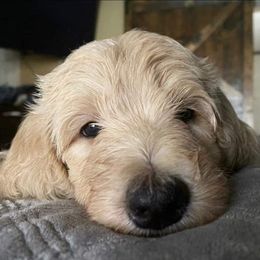 Goldendoodles from Yazzcito and the Goldendoodle Family ❣️