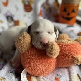 Lilo - White and liver brown female Dalmatian puppy in Hastings, Florida from Love My Spotty Dalmatians