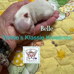 Belle - Parti female Yorkshire Terrier puppy in Dierks, Arkansas from Yorkie’s Klassie Kreations
