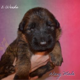 Navy Collar - Sable male German Shepherd puppy in Orlando, Florida from AceHaven Canines