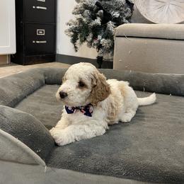 Belle - Parti female Goldendoodle puppy in Sugarcreek, Ohio from True Hearted Doodles