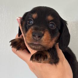 Rip Wheeler - Black and tan male Dachshund puppy in Lumberton, Mississippi from Doris’ Darlin Doxies & Doodles