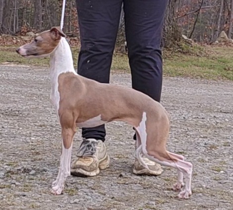 Kimmy - Italian Greyhound