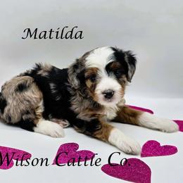 Matilda - Blue merle female Aussiedoodle puppy in Lancaster, Minnesota from Wilson Cattle Co.