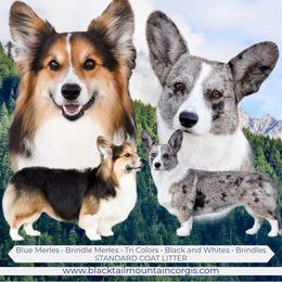 American Corgi puppies from Blacktail Mountain Corgis