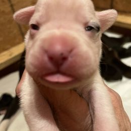 Boxer Puppies from Teressa's Boxers