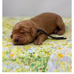 Mission - Red male Australian Labradoodle puppy in Sacramento, California from Little Farmstead Labradoodles