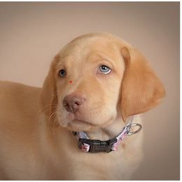 Amber - Yellow female Dilute Retriever puppy in Missouri City, Texas from Labrador Retriever Puppies