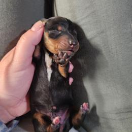 Nutmeg - Black and tan female Dachshund puppy in Cedarcreek, Missouri from Cedarcreek Dachshunds