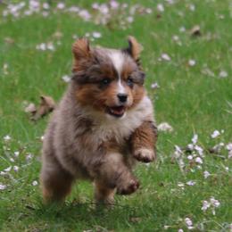 Border Collie, English Setter, and Miniature American Shepherd Puppies from First Harmony Farms