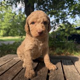Lola - Apricot female Goldendoodle puppy in Heath, Texas from Doodles Divine