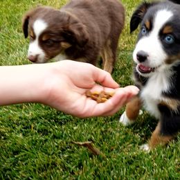 Toy Australian Shepherd Puppies from Shelly Johnson's Australian Shepherds