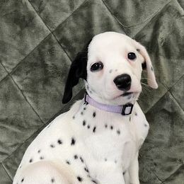 Girl 3 - Dalmatian puppy from Poconopaws