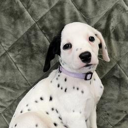 Girl 3 - Dalmatian puppy from Poconopaws