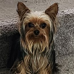 Nala - Yorkshire Terrier