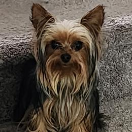 Nala - Yorkshire Terrier