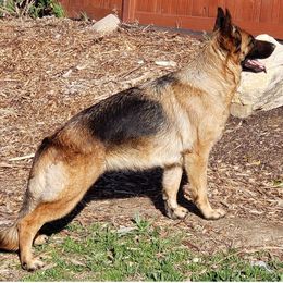 Gia - German Shepherd