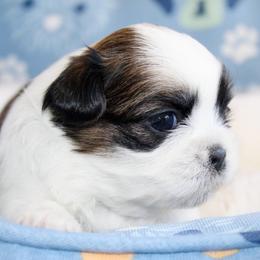 Jolie - Brown and white female Shichon puppy in Pennsylvania from Manor Hills Shih Tzus
