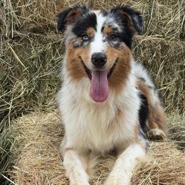 BMM5 - Blue merle male Australian Shepherd puppy in Chehalis, Washington from Wandering Acres Ranch