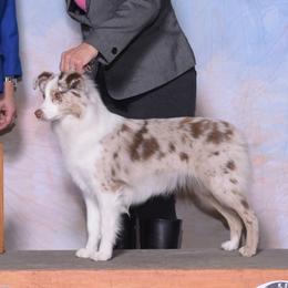 Miniature American Shepherds from A2Z Mini American Sheperds