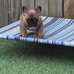 French Bulldog Puppies from Mosaic French Bulldogs