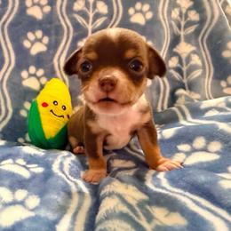 Odyssey (runt) AKC - Chocolate and tan male Chihuahua puppy in Seneca, Missouri from Stephanie’s Puppy Colony