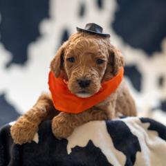 Goldendoodle Puppies from Griffin TX Doodles