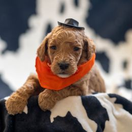 Goldendoodle Puppies from Griffin TX Doodles