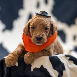 Goldendoodle Puppies from Griffin TX Doodles