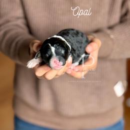 Opal - Black and white female Bernedoodle puppy in Tulsa, Oklahoma from The Poodle Co. Raising Doodles & Poodles