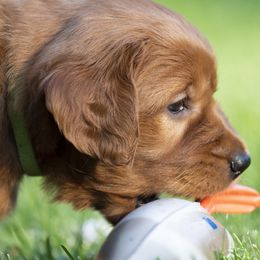 Golden Retrievers from Nelson Retrievers