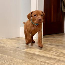 Boy 6 - male Vizsla puppy in Sheridan, Indiana from Glory Days Vizslas