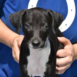 Tuxedo Girl - Black and white female Greyhound puppy in Sacramento, California from Stout-Hearted Hounds