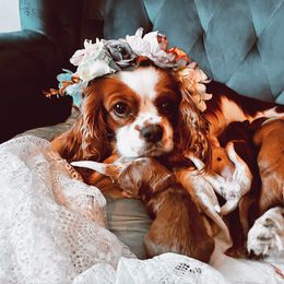 Cavalier King Charles Spaniel and Cavapoo Puppies from Cavapoo Puppy Parade