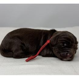 Artemis - Chocolate male Australian Labradoodle puppy in Sacramento, California from Little Farmstead Labradoodles