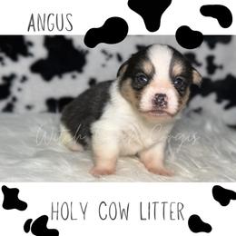 Angus - Black and tan male American Corgi puppy in Greenwood, Indiana from Witch Creek Corgis