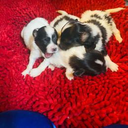 Not yet named - Red white and sable female Papillon puppy in Derry, New Hampshire from A Circle Of Love Papillons