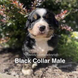Black Collar - Black rust and white male Bernese Mountain Dog puppy in Flat Rock, Illinois from Corner Stone Bernese Mountain Dogs