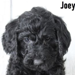 Cockapoo, Cocker Spaniel, Goldendoodle, and Poodle Puppies from Pawfect Transporters & Breeding, LLC