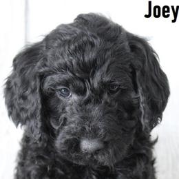 Cockapoo, Cocker Spaniel, Goldendoodle, and Poodle Puppies from Pawfect Transporters & Breeding, LLC