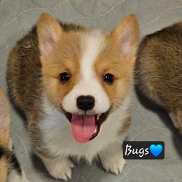 Bugs - Red male Pembroke Welsh Corgi puppy in Frontenac, Kansas from Holloway Corgis