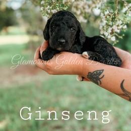 Goldendoodle Puppies from Glamorous Golden Doodles