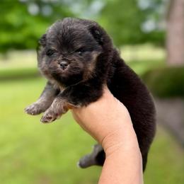 Barney - Black and tan male Pomeranian puppy in Willis, Texas from Treasured Jewels Pomeranians