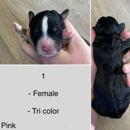Aquarius - Tri-color female Bernedoodle puppy in Kenyon, Minnesota from Country Breeze Doodles & Poodles